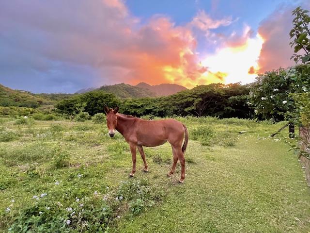 Horse at Sunset