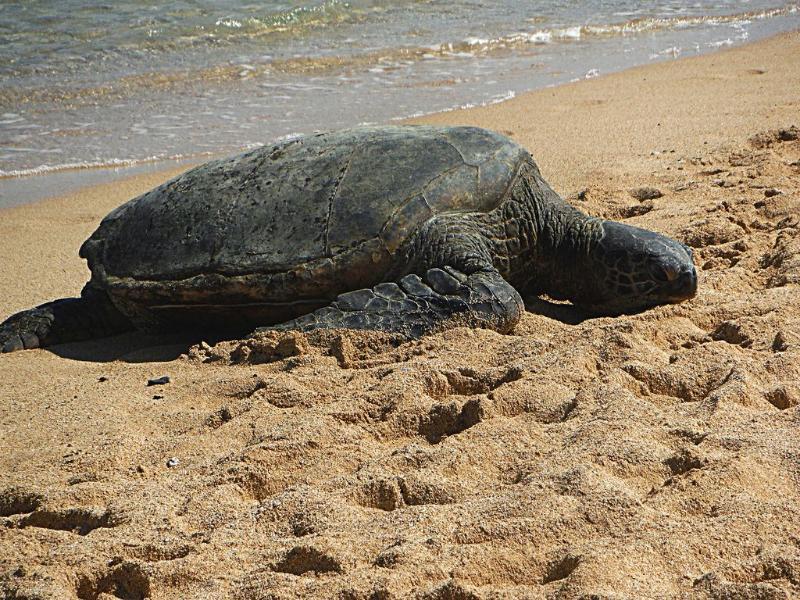 Honu Hawaiian Sea Turtle