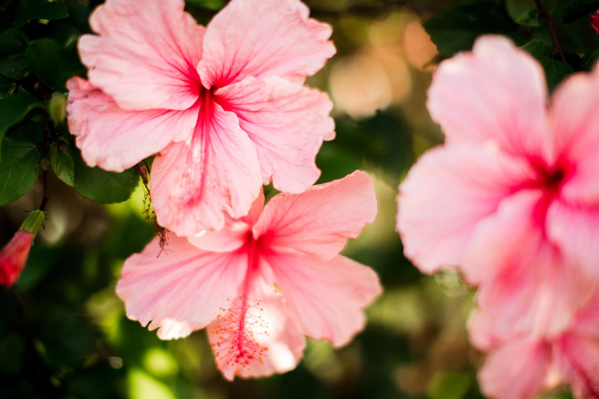 Pink Hibiscus ... Credit HTA  Heather Goodman