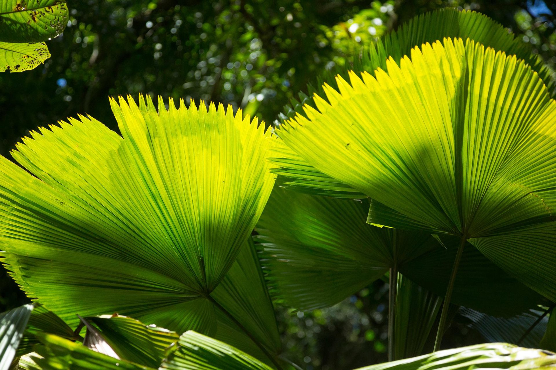 Palm Fronds ... Credit HTA  Tor Johnson