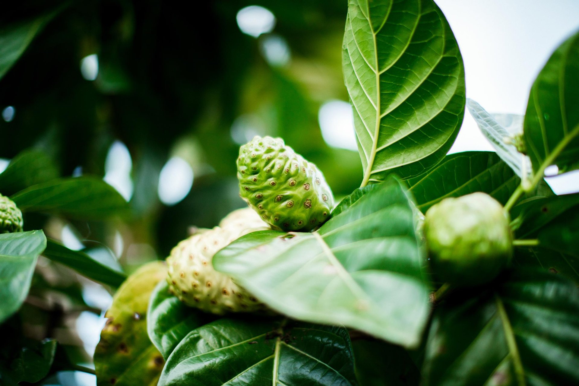 Noni fruit ... Credit HTA  Heather Goodman