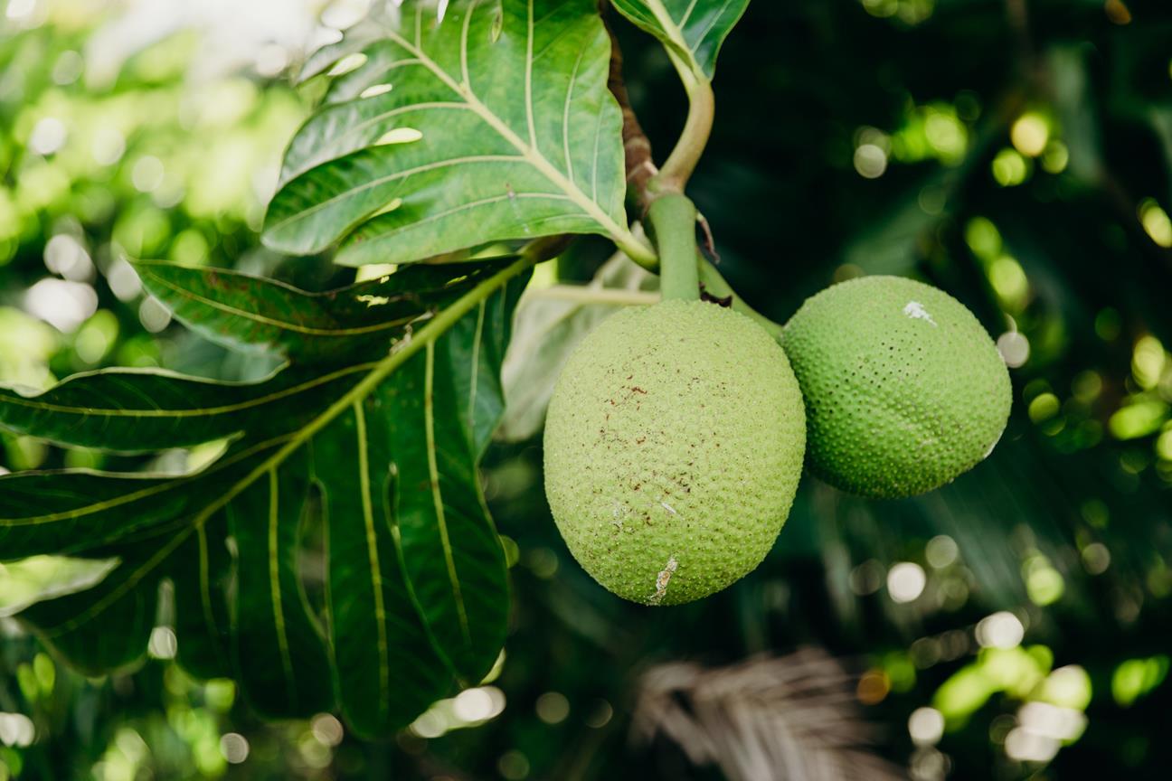 Ulu breadfruit ... Credit HTA  Heather Goodman