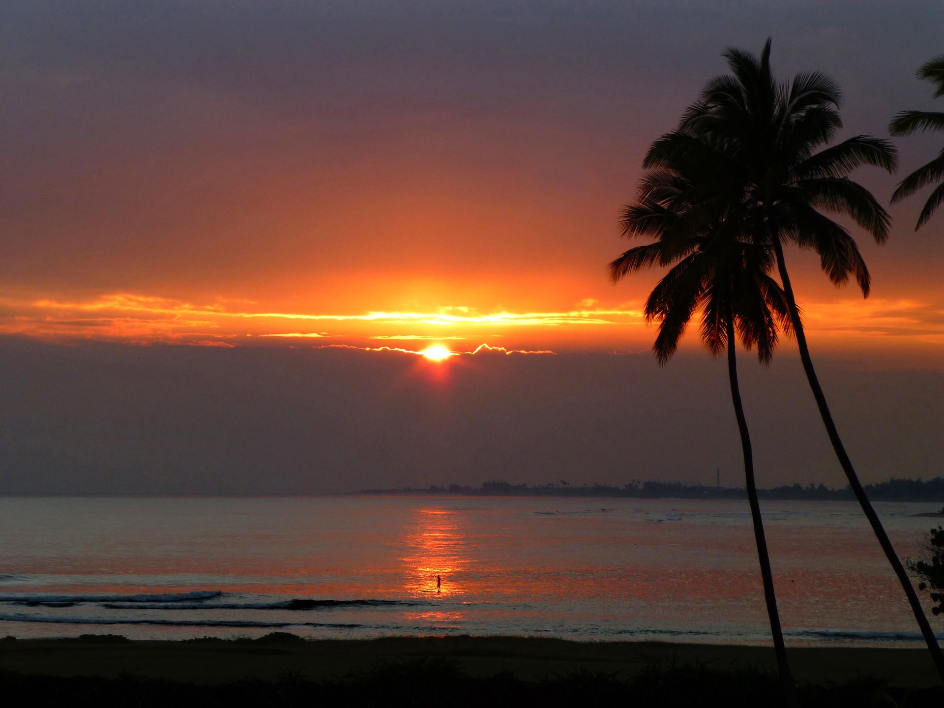 Sunset Palm