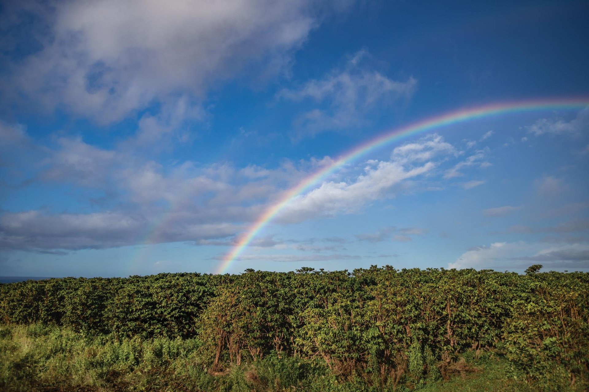 Anuenue over Kauai Coffee fields ... Credit HTA  Ben Ono