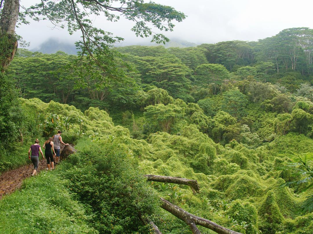 Kuilau Ridge trail ... Credit HTA