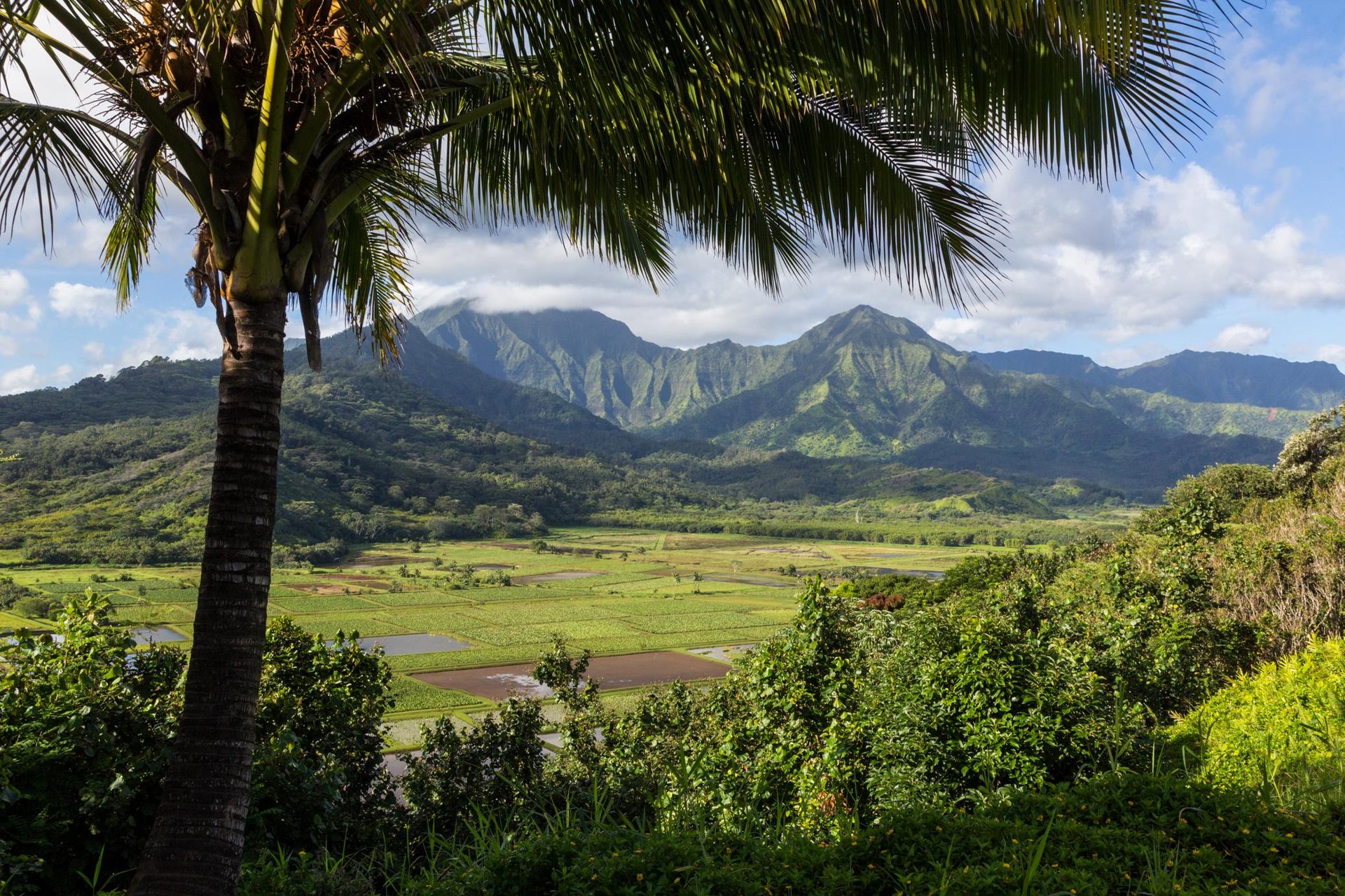 Hanalei Taro Patches ... Credit HTA  Tor Johnson