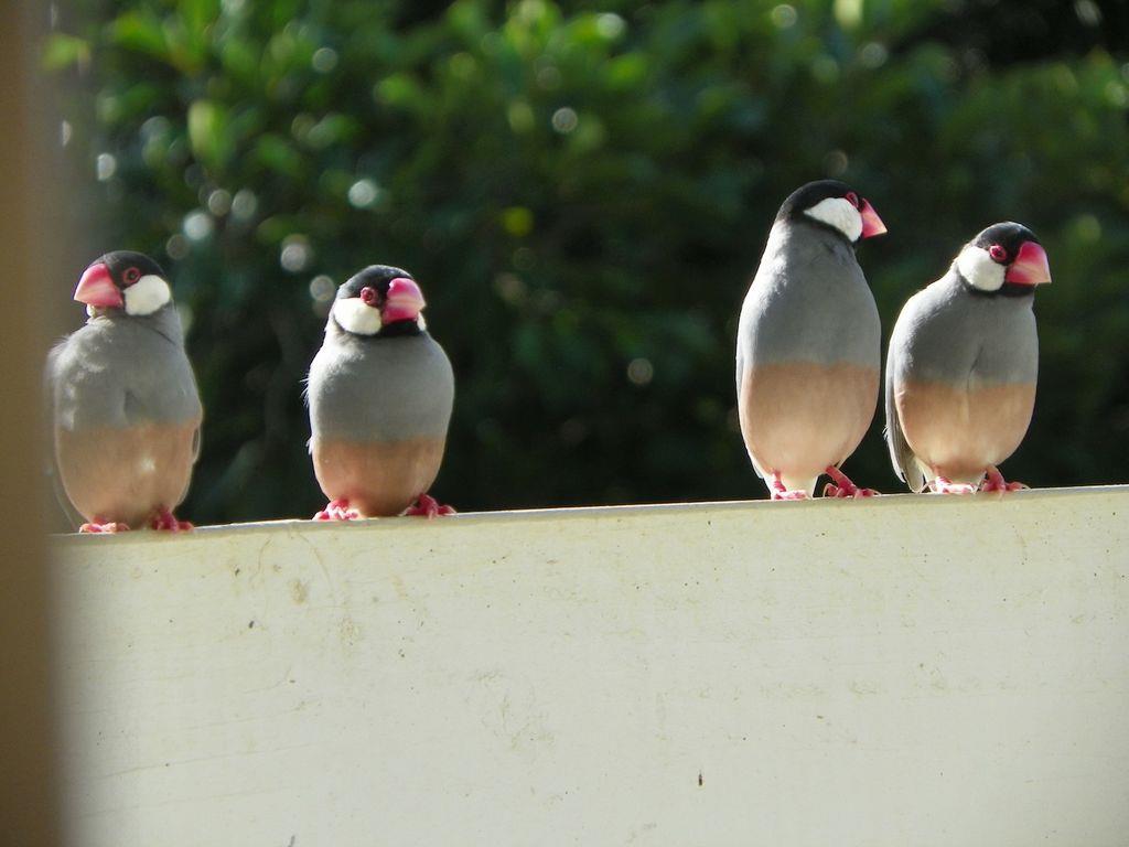 Java Sparrows