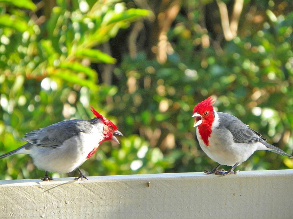 Cardinals
