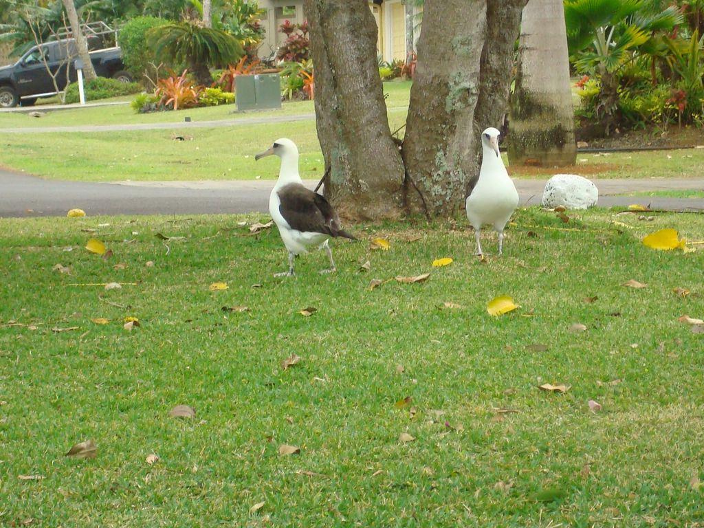 Albatross