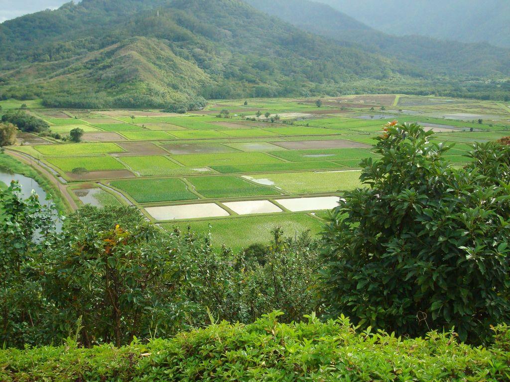 Hanalei Valley