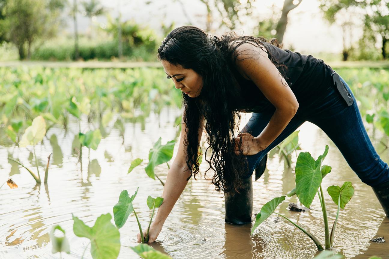 Farmer planting Kalo taro ... Credit HTA  Heather Goodman