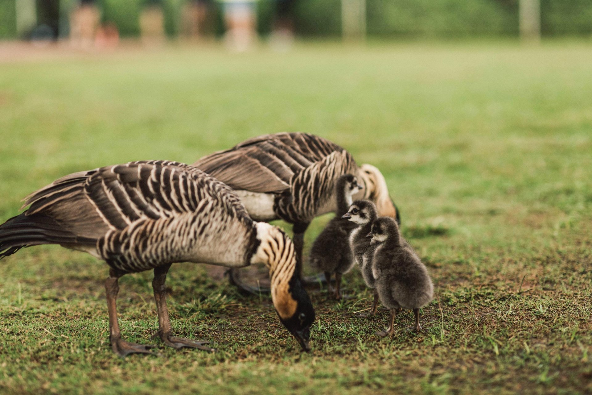 Hawaii State Bird, Nene Goose ... Credit HTA  Ben Ono