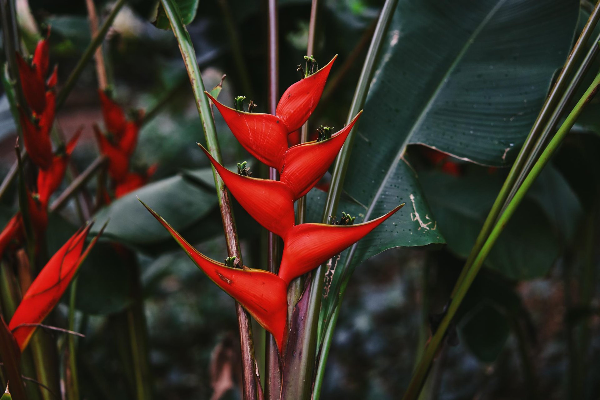 Heliconia at Allerton Garden ... Credit HTA  Jakob Owens