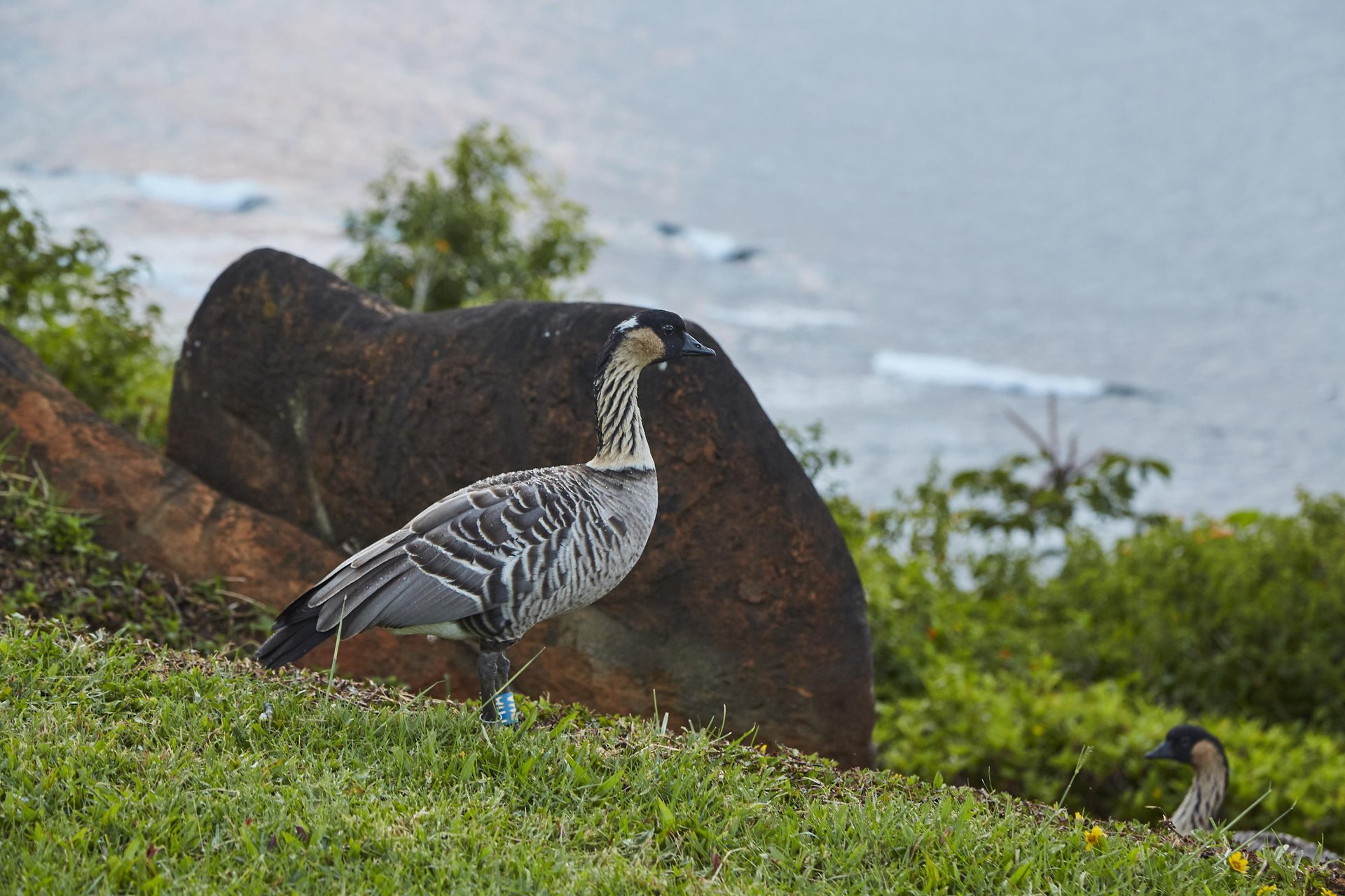Hawaii State Bird Nene Hawaiian Goose