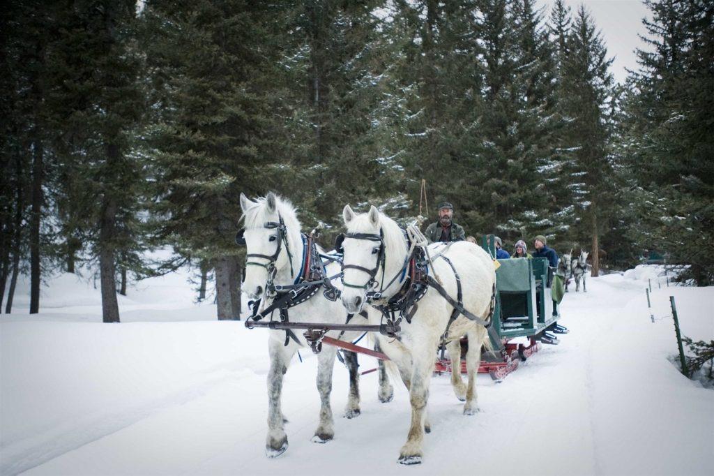 a group of horses pulling a carriage