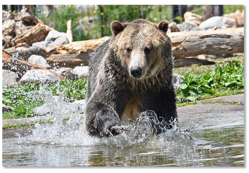 a bear in the water