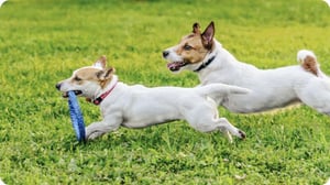 1594862 Dog_category_dt