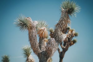 147301 Joshuatreenationalpark