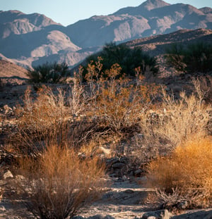 227042 Desert 2