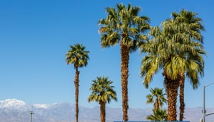 228232 Another Palm Tree2