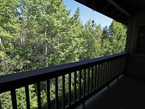 Beautiful views of the Aspen trees