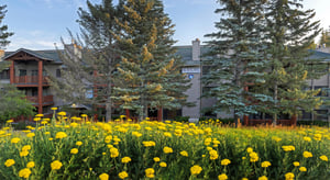 The exterior of Snow Flower Condominiums with yellow flowers surrounding it.