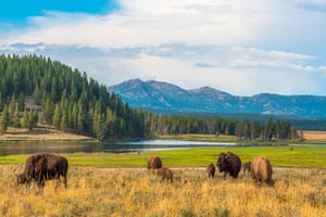 990 A Group Of Bison In A Field
