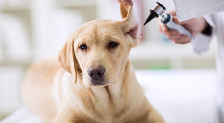 1594814 Dog_ears