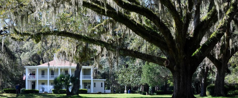 2236352 Wesley House And Wedding Oak