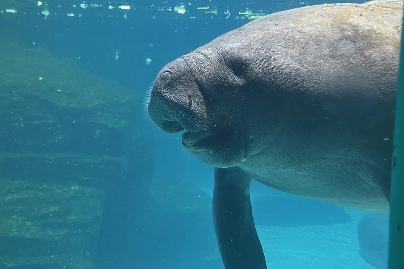 2264971 Manatee 4