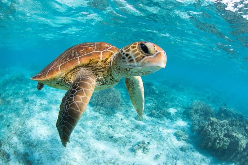 23950 Enjoy Sea Turtles In Their Natural Habitat When You Stay At Tybee Island Vacation Rentals