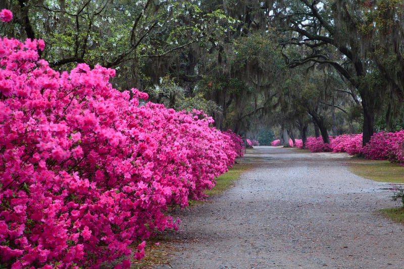 29774 Book Savannah Vacation Rentals For A Springtime Getaway