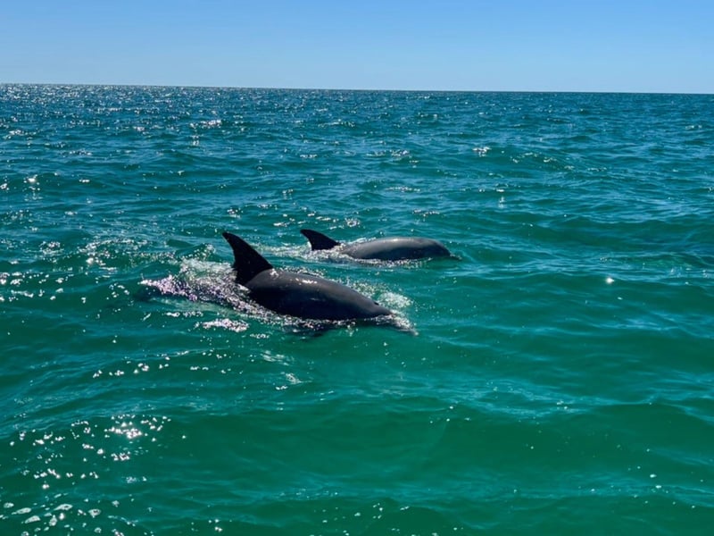 Dolphins in the water at Panama City Beach, Florida