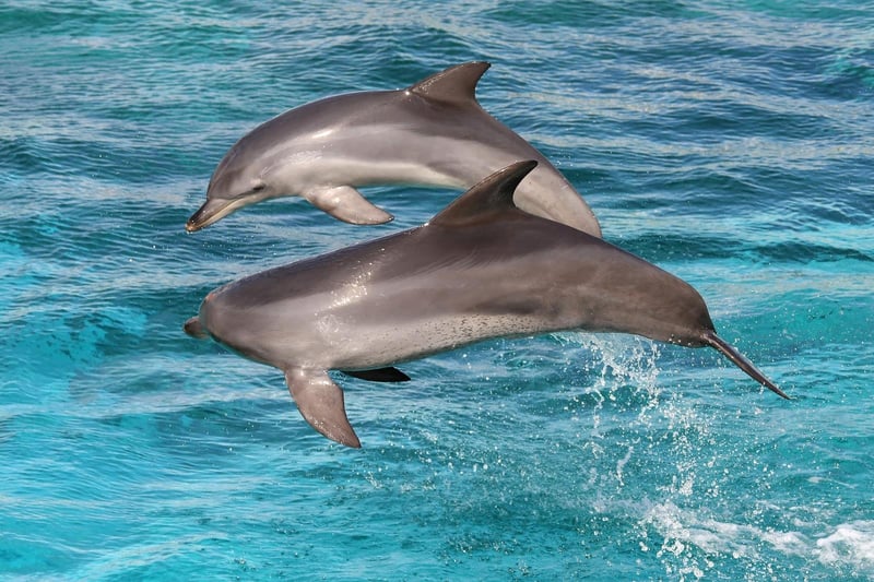 dolphin playing in the surf in Panama City Beach, FL