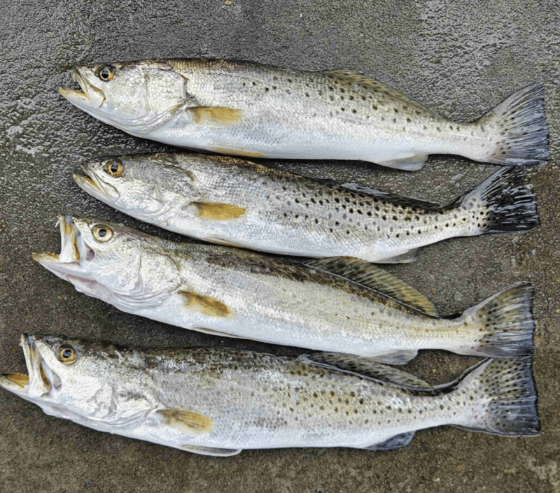 Great haul from time with Capt. Scott