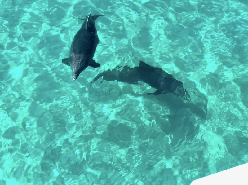 Come out on the water and see the dolphins