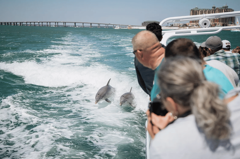 Come see some dolphins with AJs Sea Quest