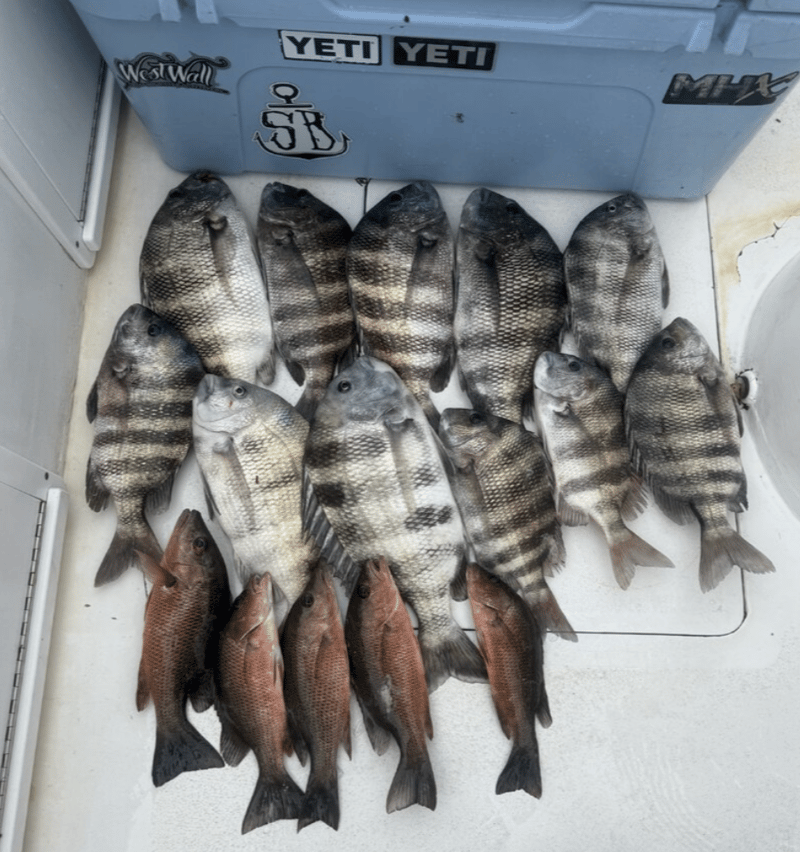 Great haul from time with Capt. Dylan