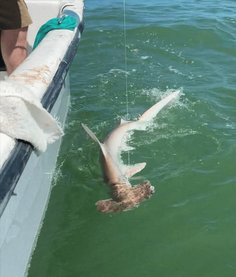Awesome catch with Capt. Rich