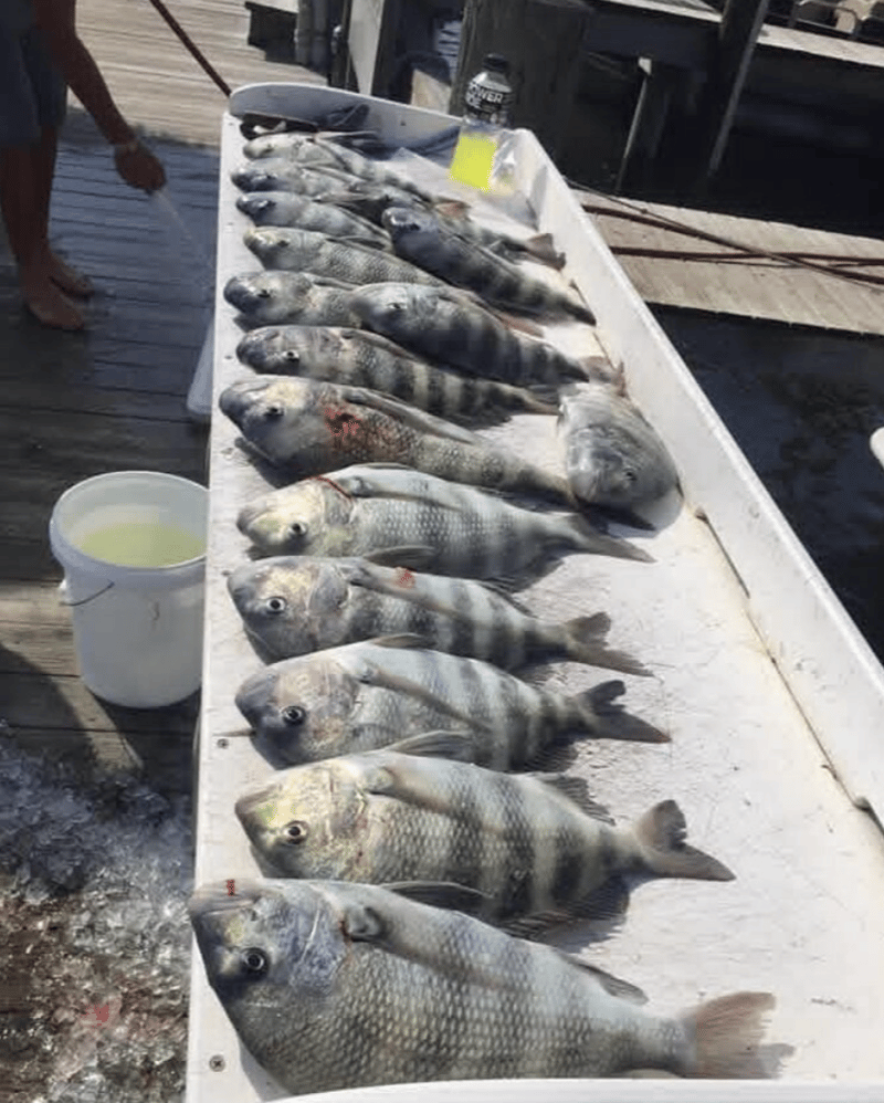 Large haul from a day with Capt. Rich