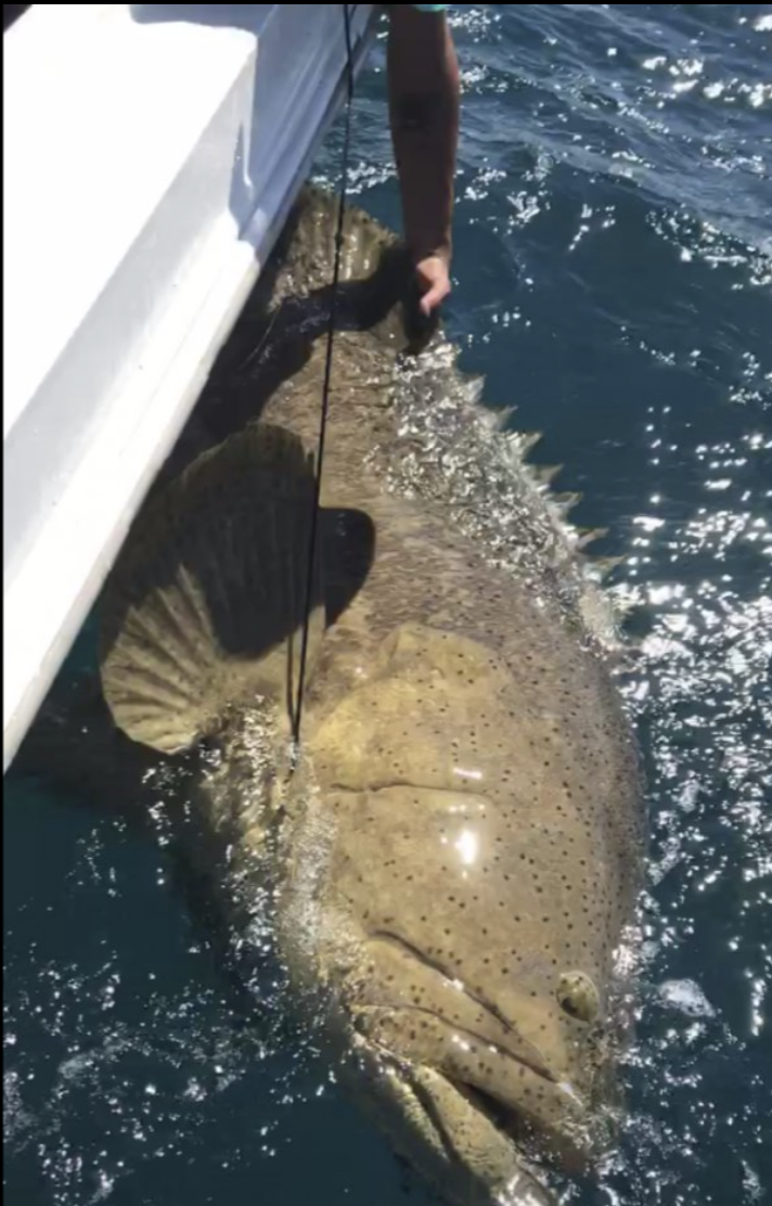 Huge catches with Captain Charlie