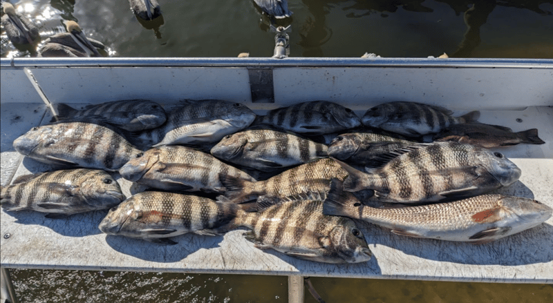 Great haul from a day on the water