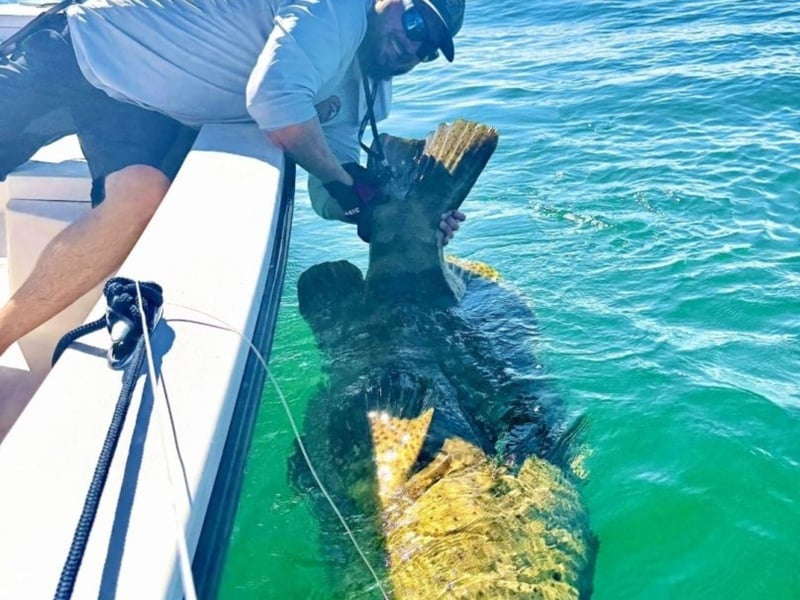 An angler fishing off the side of the boat