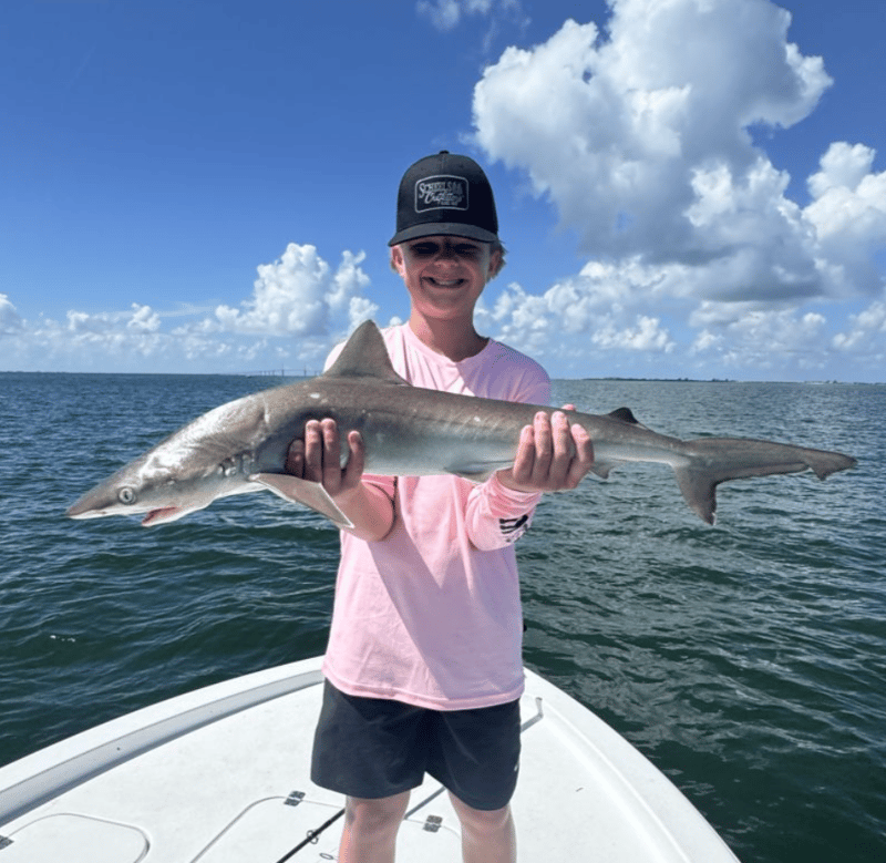 Many various species to catch