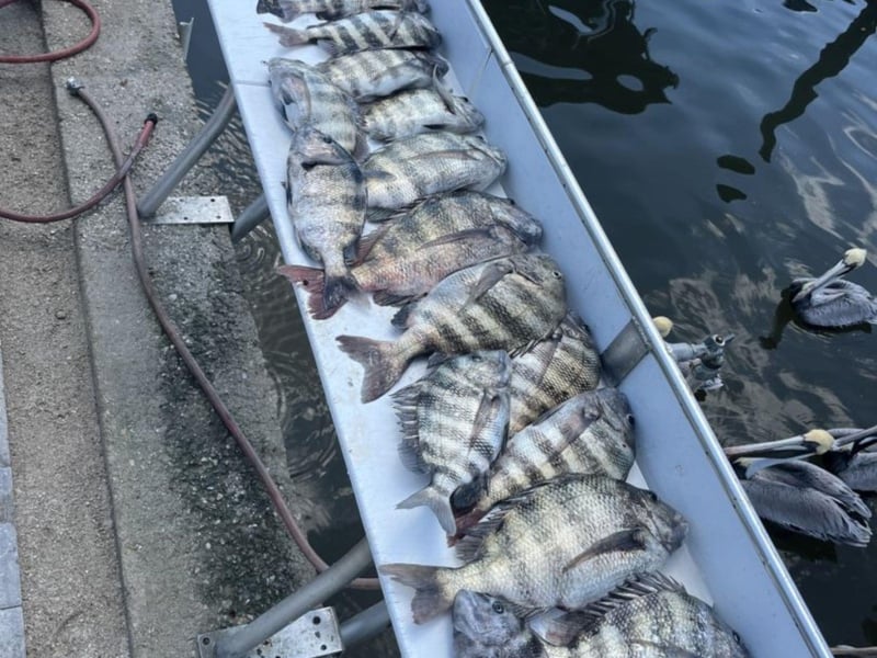 A haul of Sheepshead at the dock