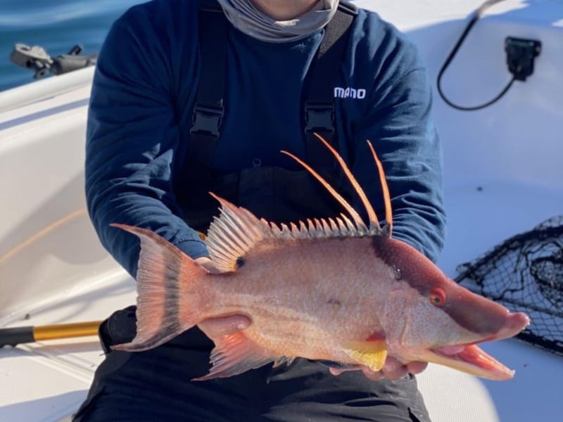 A fish caught with Locked In Fishing Charters