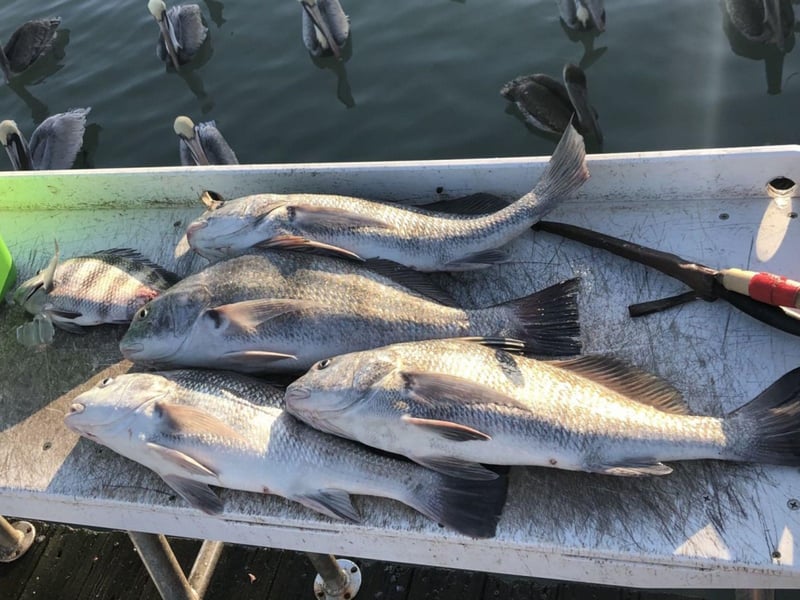 Fish caught with Uncharted Adventures