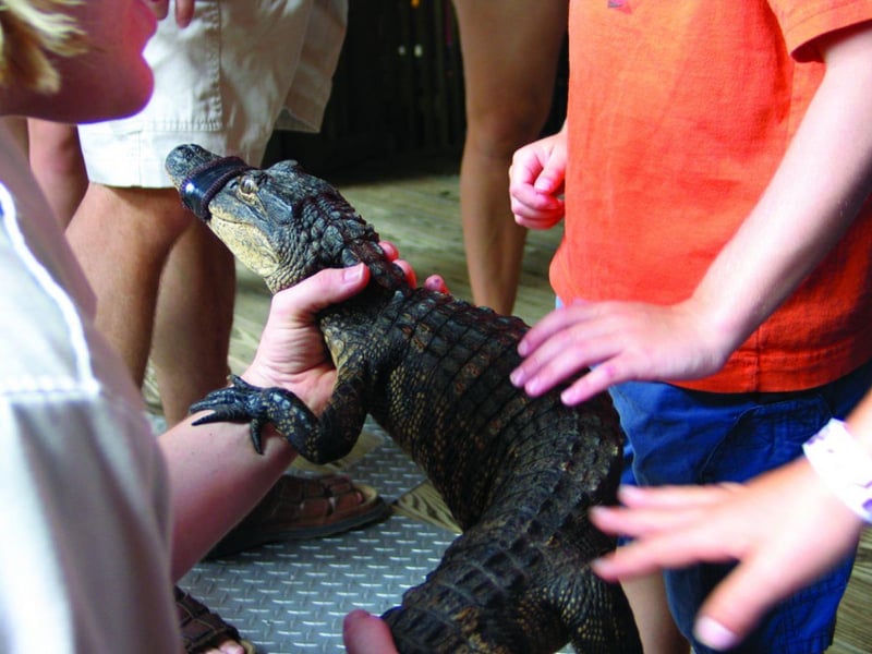 An alligator at Fudpuckers in Destin, Florida