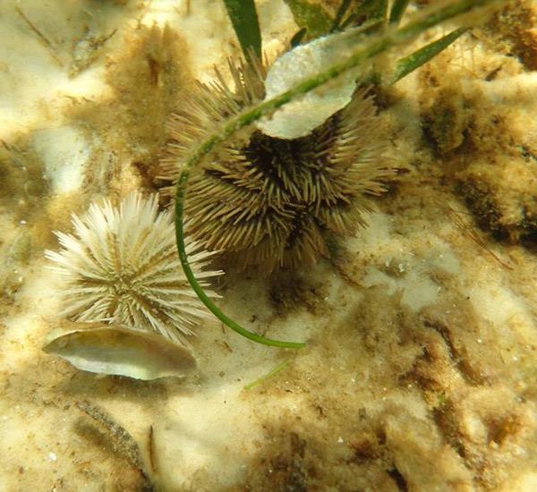Seahorse Water Safaris in St George Island Florida