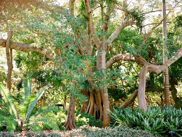 Mangrove at Marie Selby Botanical Gardens in Sarasota, Florida